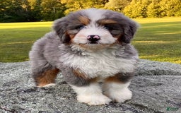 Mini Bernedoodle dogs for sale: 💜 In Boston Massachusetts 💜 Traditional Tri Color 💜 Mini Bernedoodle 💜 - Image 2
