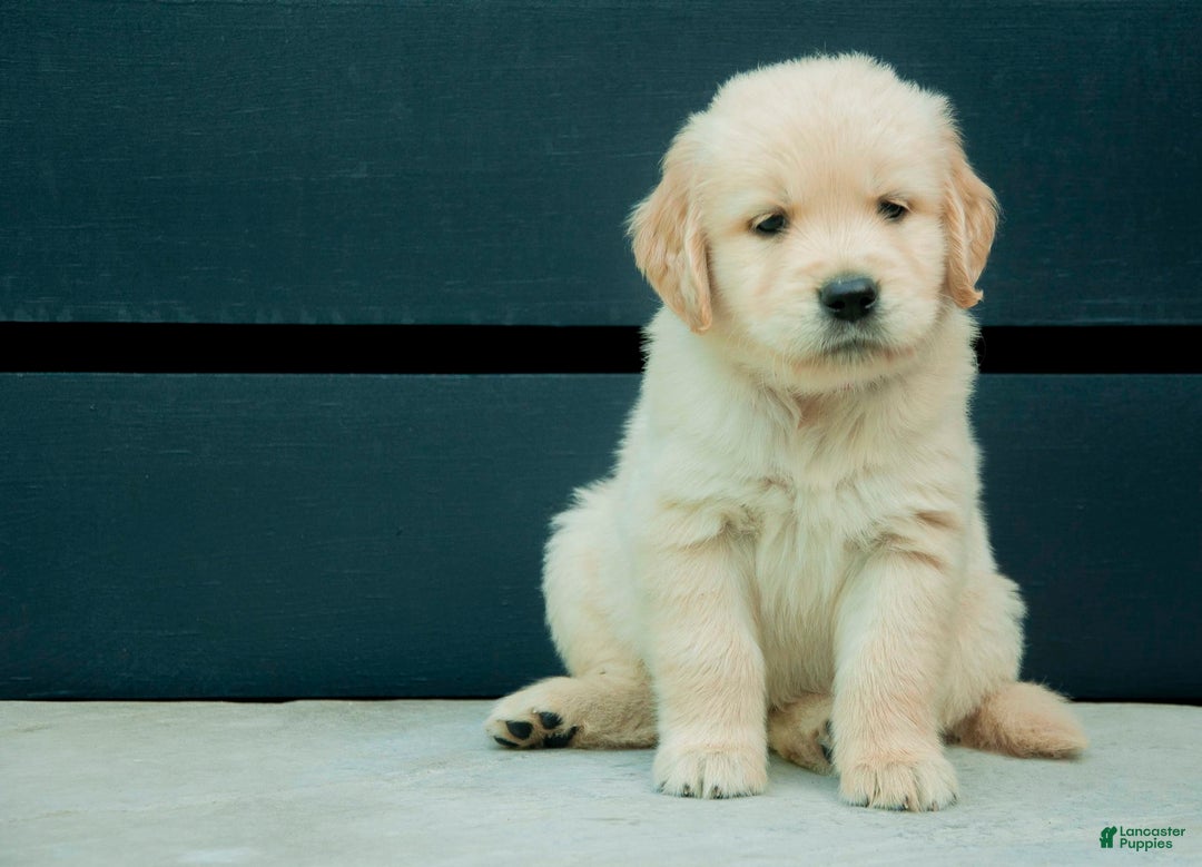 Golden Retriever dogs for sale: Wingnut Aka Red - Image 3