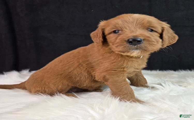 Goldendoodle dogs for sale - Ad 1