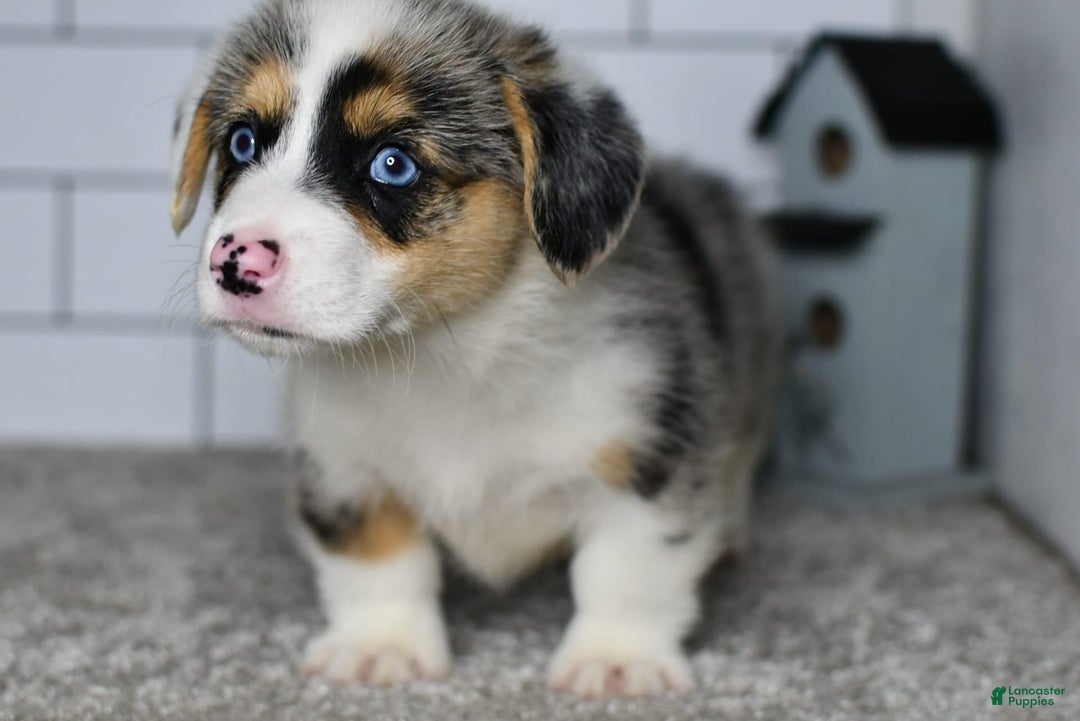 Welsh Corgi Pembroke dogs for sale: Moses - Image 4