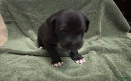 Great Dane dogs for sale: Purple Girl - Image 3