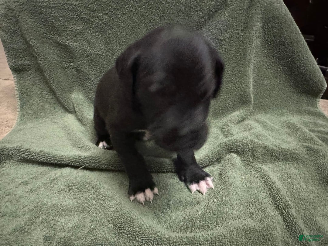 Great Dane dogs for sale: Purple Girl - Image 3