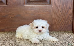Havanese dogs for sale: Connor - Image 2