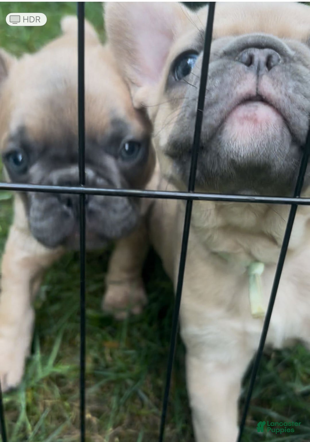 French Bulldog dogs for sale: Linus - Image 2