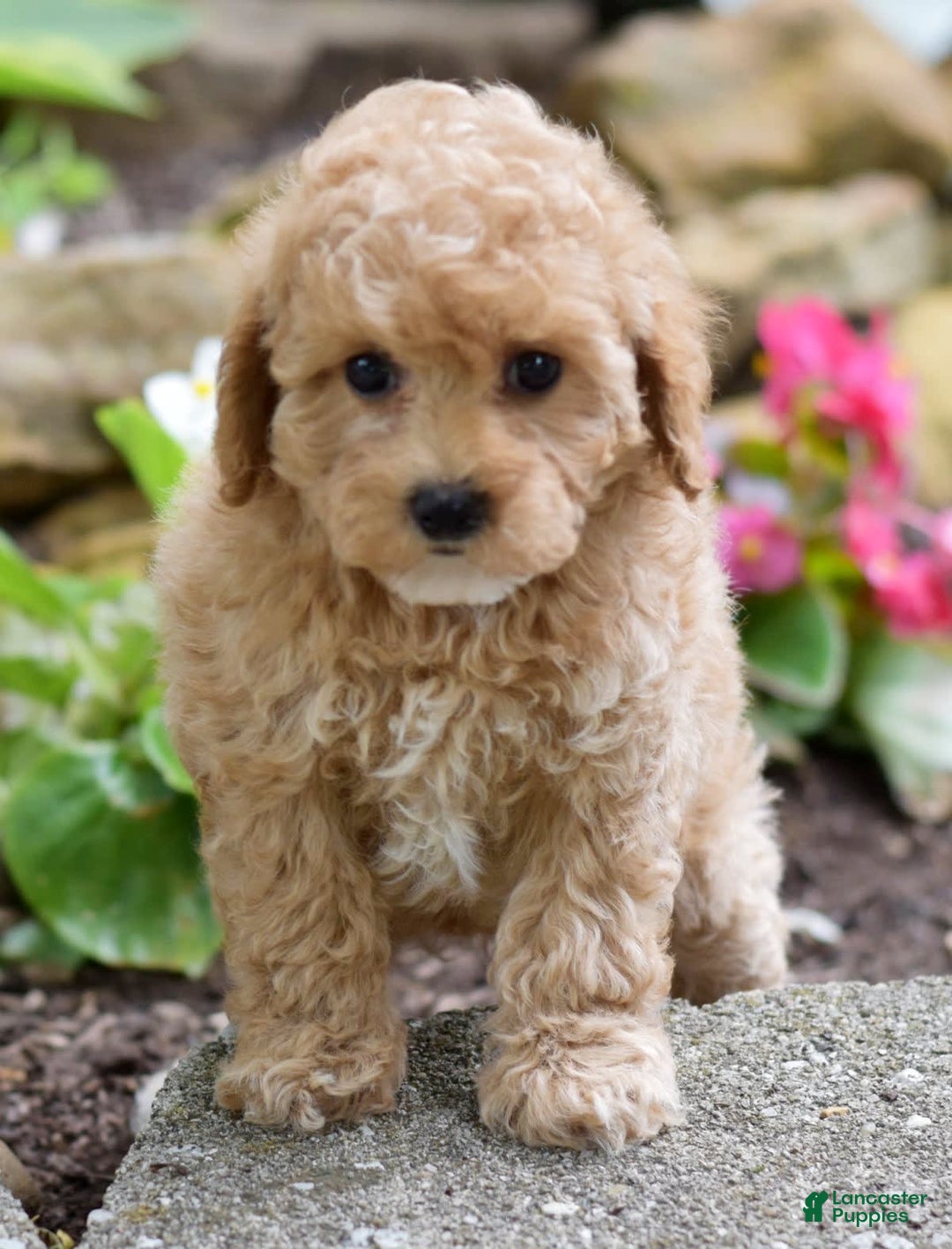 Toy Poodle dogs for sale: Tinkerbell - Image 3