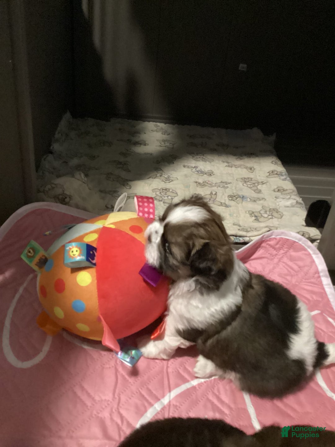 Shih Tzu dogs for sale: Lexi - Image 4