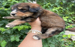 Bernedoodle dogs for sale: Mango - Image 6