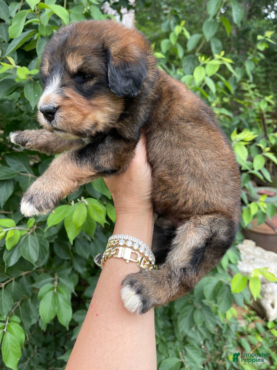 Bernedoodle dogs for sale: Mango - Image 6