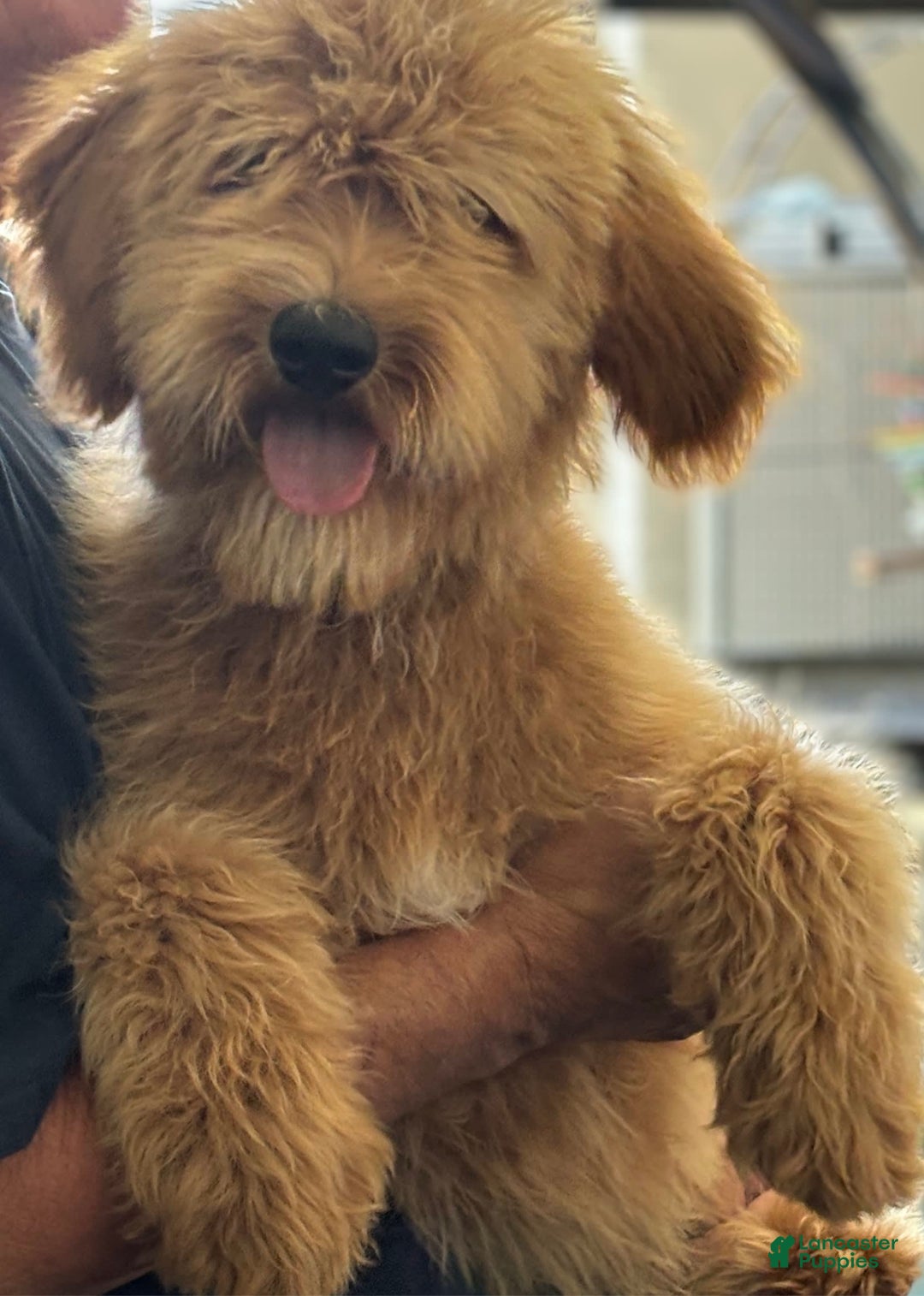 Goldendoodle dogs for sale: Sam - Image 4