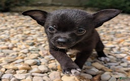 Pomchi dogs for sale: Batty - Image 5
