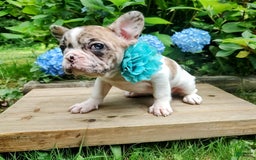 French Bulldog dogs for sale: Athena Akc - Image 2