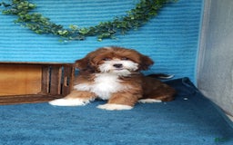 Havanese dogs for sale: Lilly - Image 3