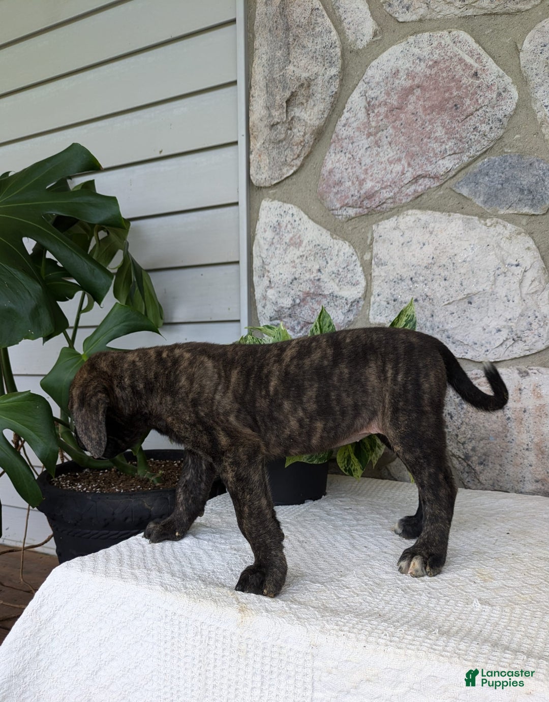 English Mastiff dogs for sale: Blossom - Image 5