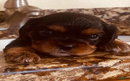 Cavalier King Charles Spaniel dogs for sale: Gabby - Image 3