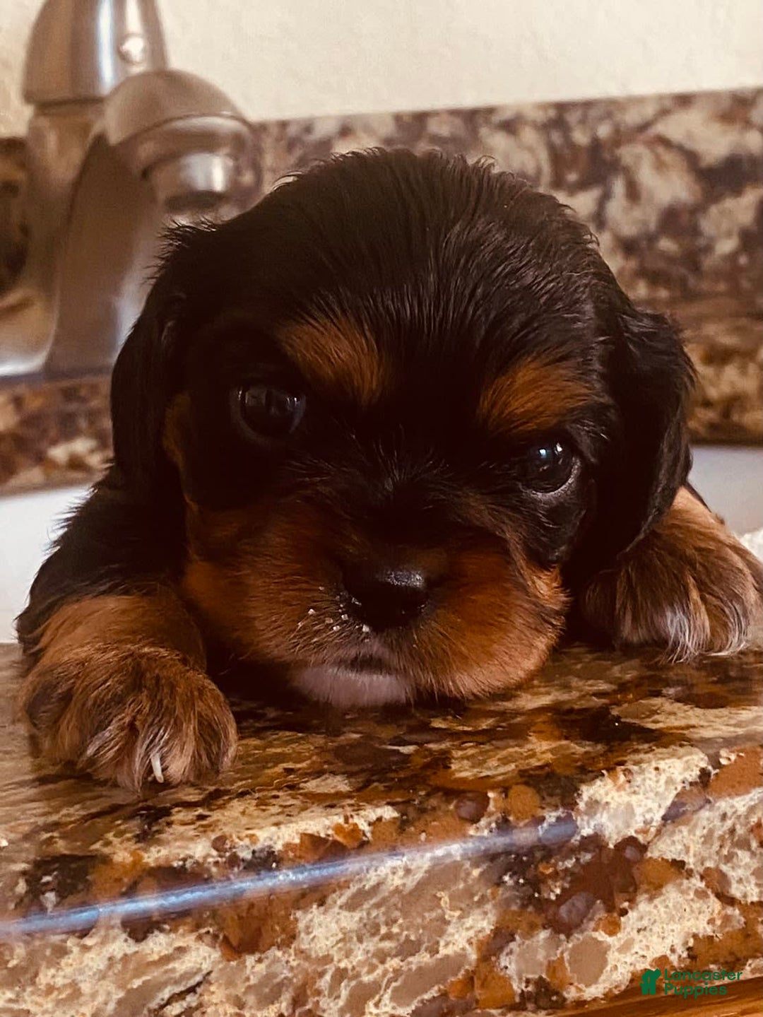 Cavalier King Charles Spaniel dogs for sale: Gabby - Image 3