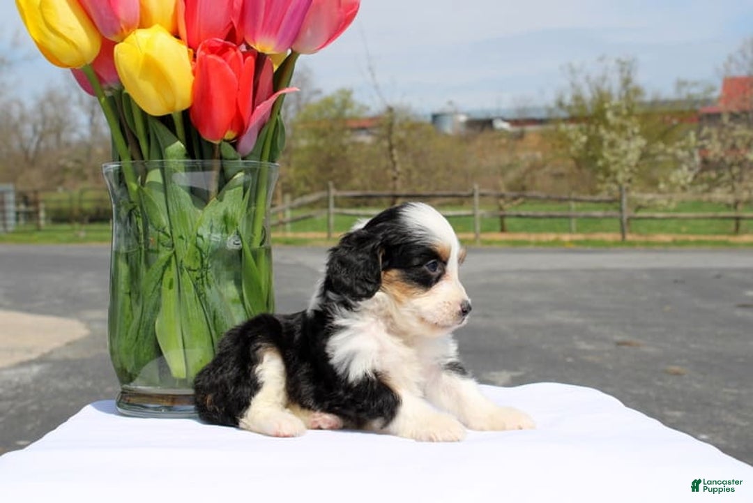 Mini Bernedoodle dogs for sale: Meadow - Image 2