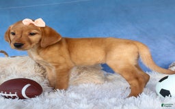 Labrador Retriever dogs for sale: Red Fox Gabby - Image 16