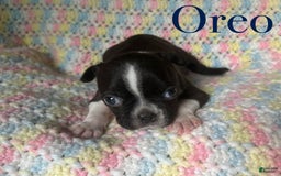 Boston Terrier dogs for sale: Oreo - Image 2