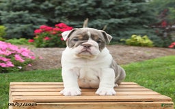 English Bulldog dogs for sale: Sydney - Image 5