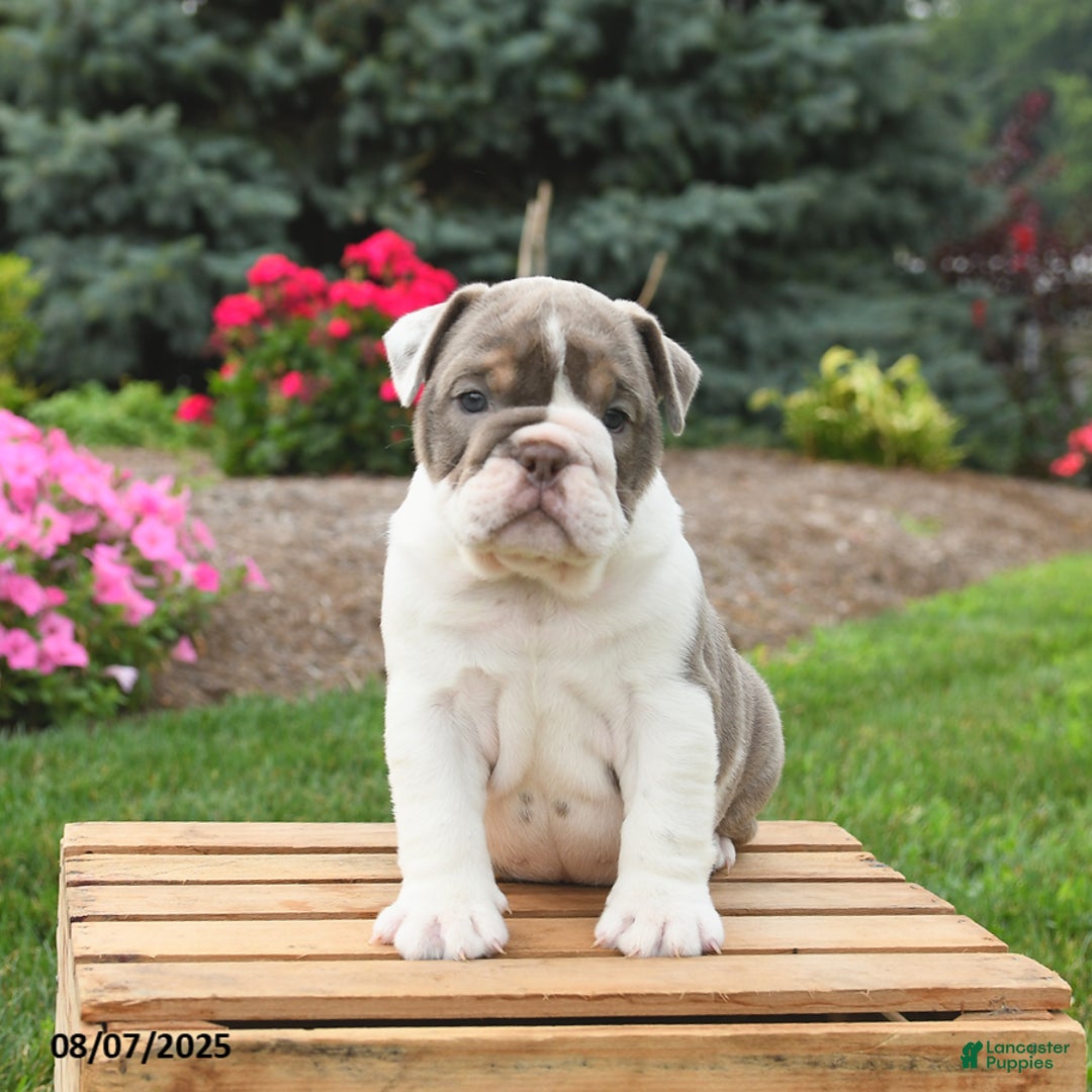 English Bulldog dogs for sale: Sydney - Image 5