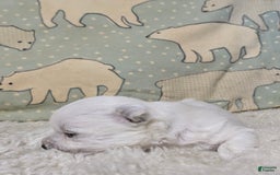 West Highland Terrier dogs for sale: Chip - Image 11