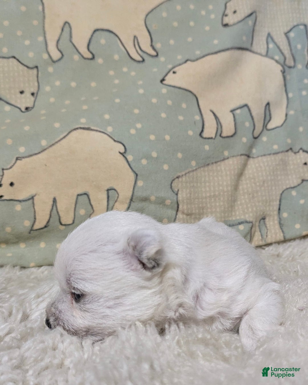 West Highland Terrier dogs for sale: Chip - Image 11