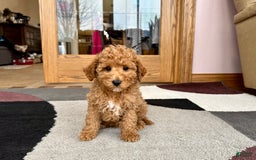 Cavapoo dogs for sale: Jaron F1b - Image 5