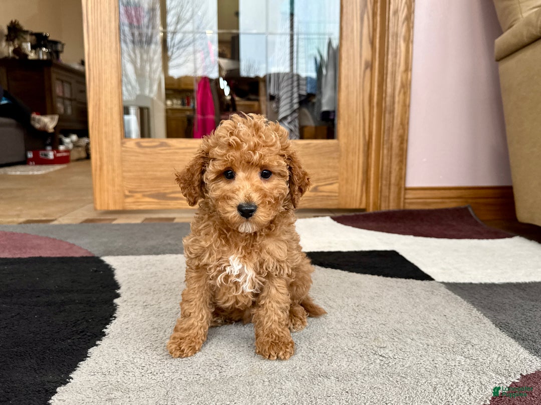 Cavapoo dogs for sale: Jaron F1b - Image 5