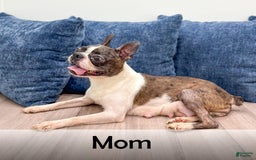 Boston Terrier dogs for sale: Ace - Image 9