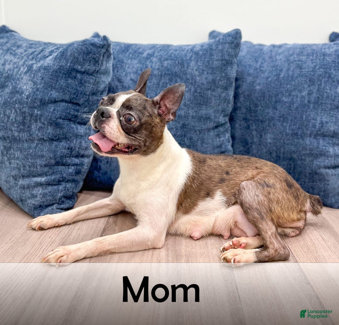 Boston Terrier dogs for sale: Ace - Image 9