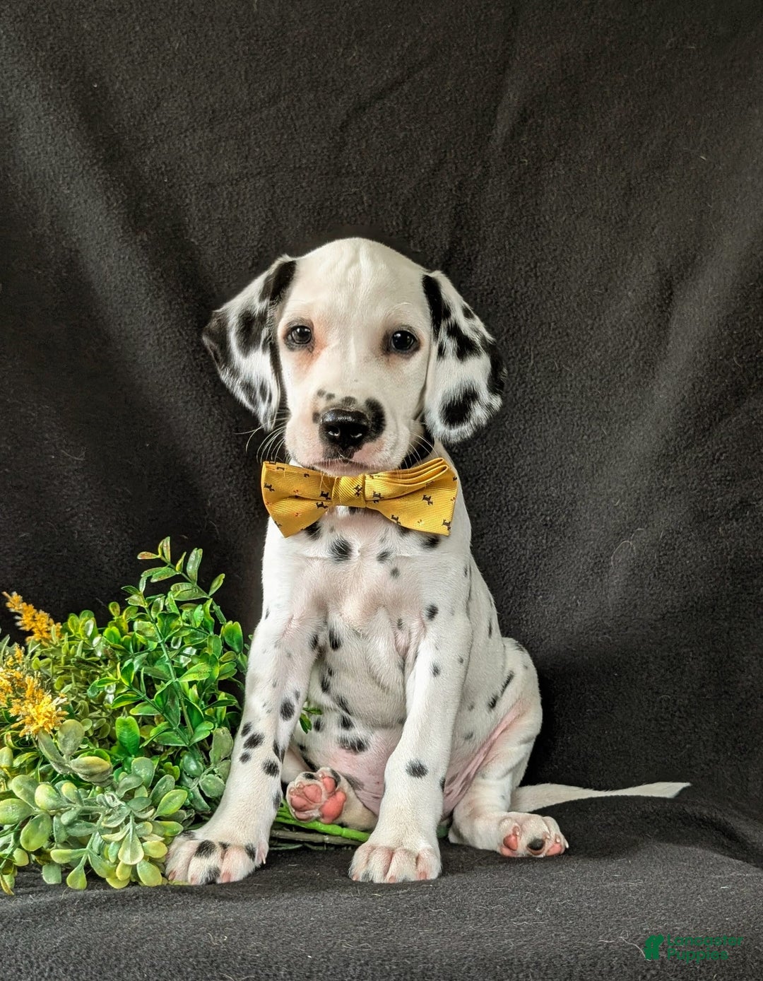 Dalmatian dogs for sale: Larenzo - Image 1