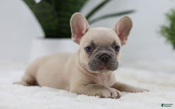 French Bulldog dogs for sale: French Bulldog 5 puppies - Image 26