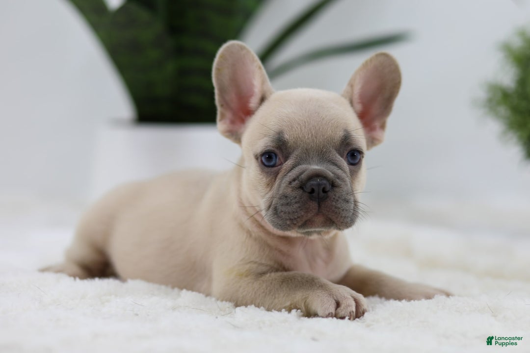 French Bulldog dogs for sale: French Bulldog 5 puppies - Image 26