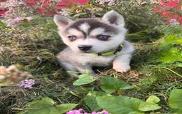 Alaskan Klee Kai dogs for sale: Blue Amy - Image 7