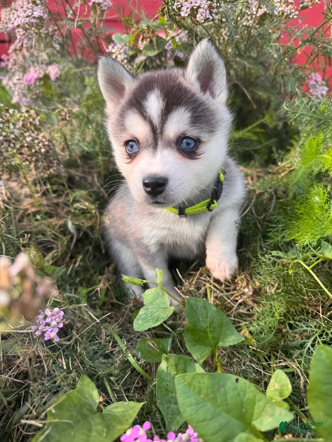 Alaskan Klee Kai dogs for sale: Blue Amy - Image 7