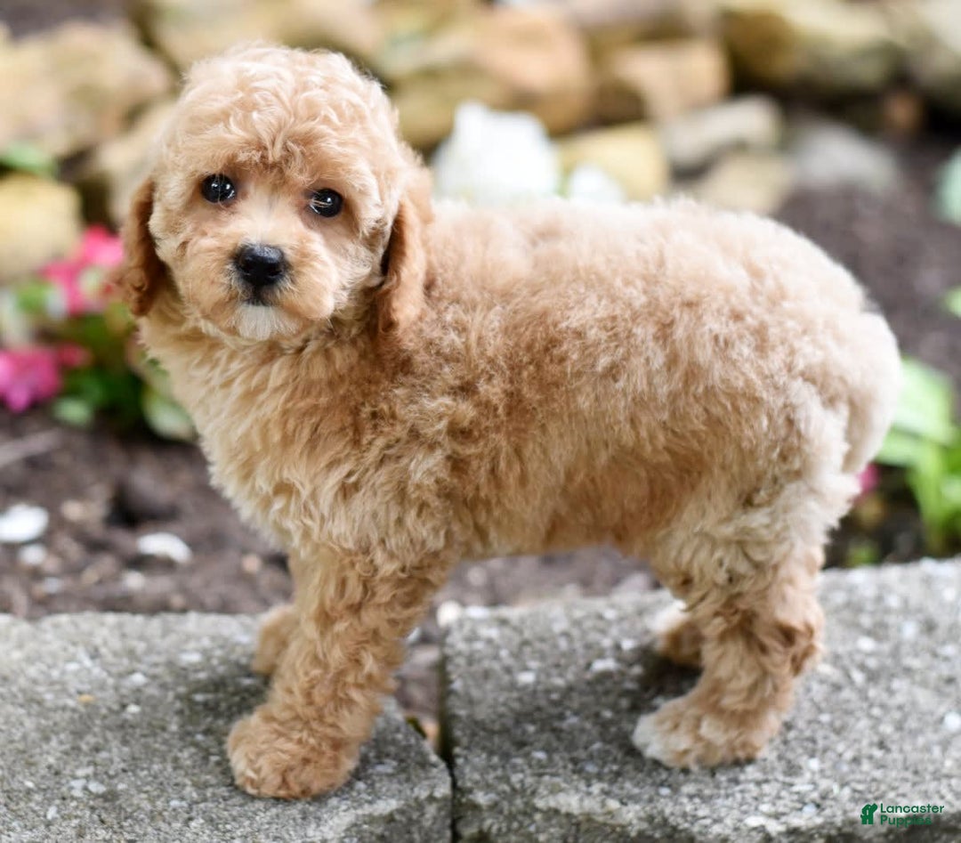 Toy Poodle dogs for sale: Tulip - Image 19