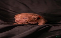 American Bully dogs for sale: Panda - Image 1