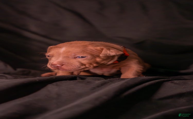 American Bully dogs for sale - Ad 4