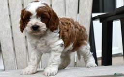Cavapoo dogs for sale: Mia - Image 12
