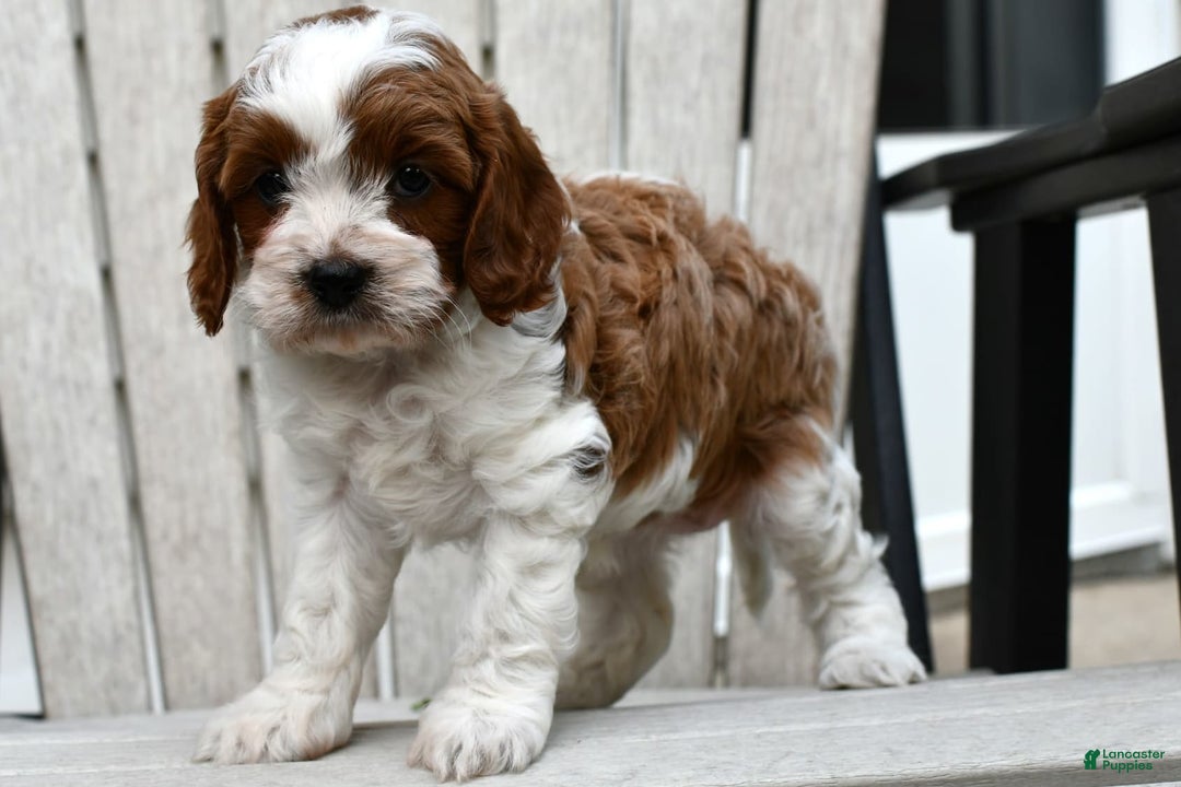 Cavapoo dogs for sale: Mia - Image 12