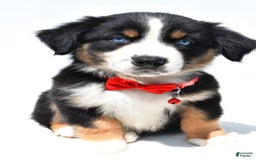 Australian Shepherd dogs for sale: Kyle - Image 8