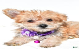Morkie dogs for sale: Rose Teacup - Image 5
