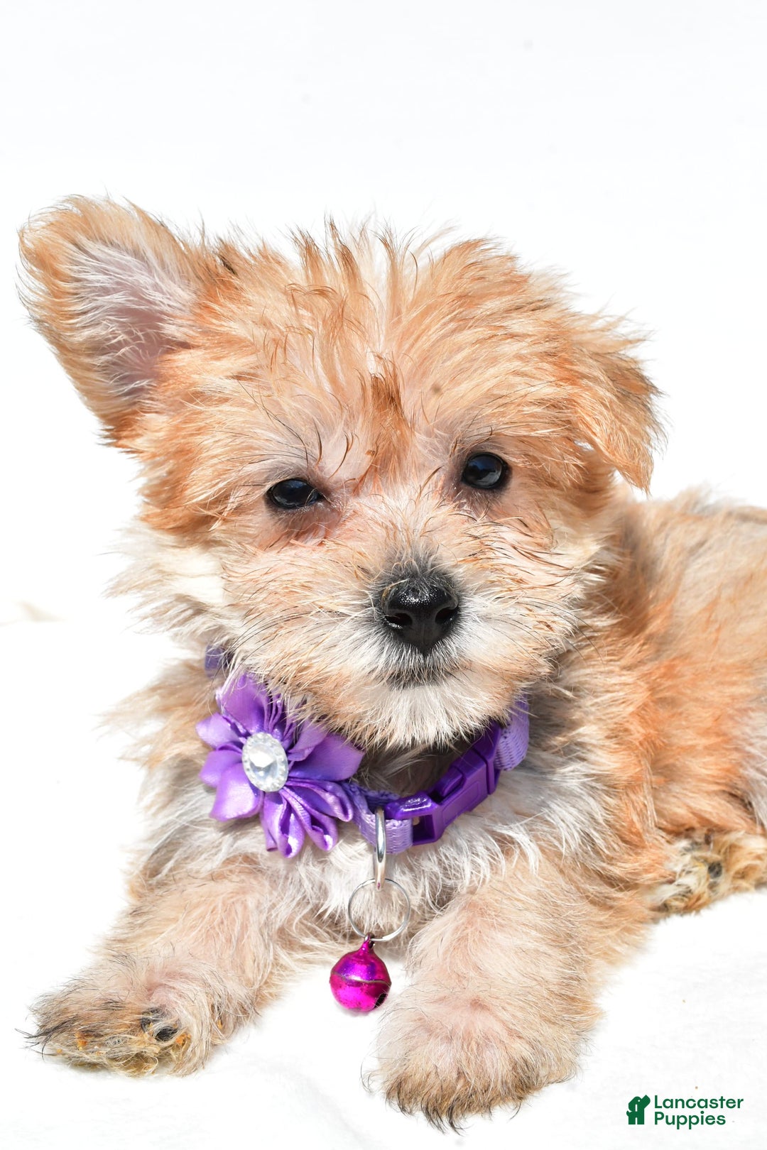 Morkie dogs for sale: Rose Teacup - Image 5