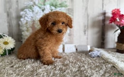 Toy Poodle dogs for sale: Cloey - Image 2