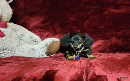 Miniature Dachshund dogs for sale: RYDER - Image 9