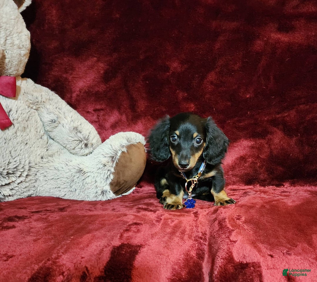 Miniature Dachshund dogs for sale: RYDER - Image 9