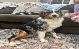 Australian Shepherd dogs for sale: Ember - Image 2