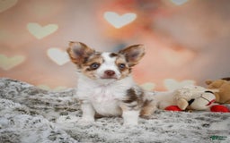 Chihuahua dogs for sale: Romer - Image 5