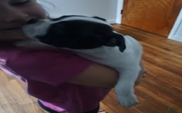 Boston Terrier dogs for sale: Samantha - Image 2