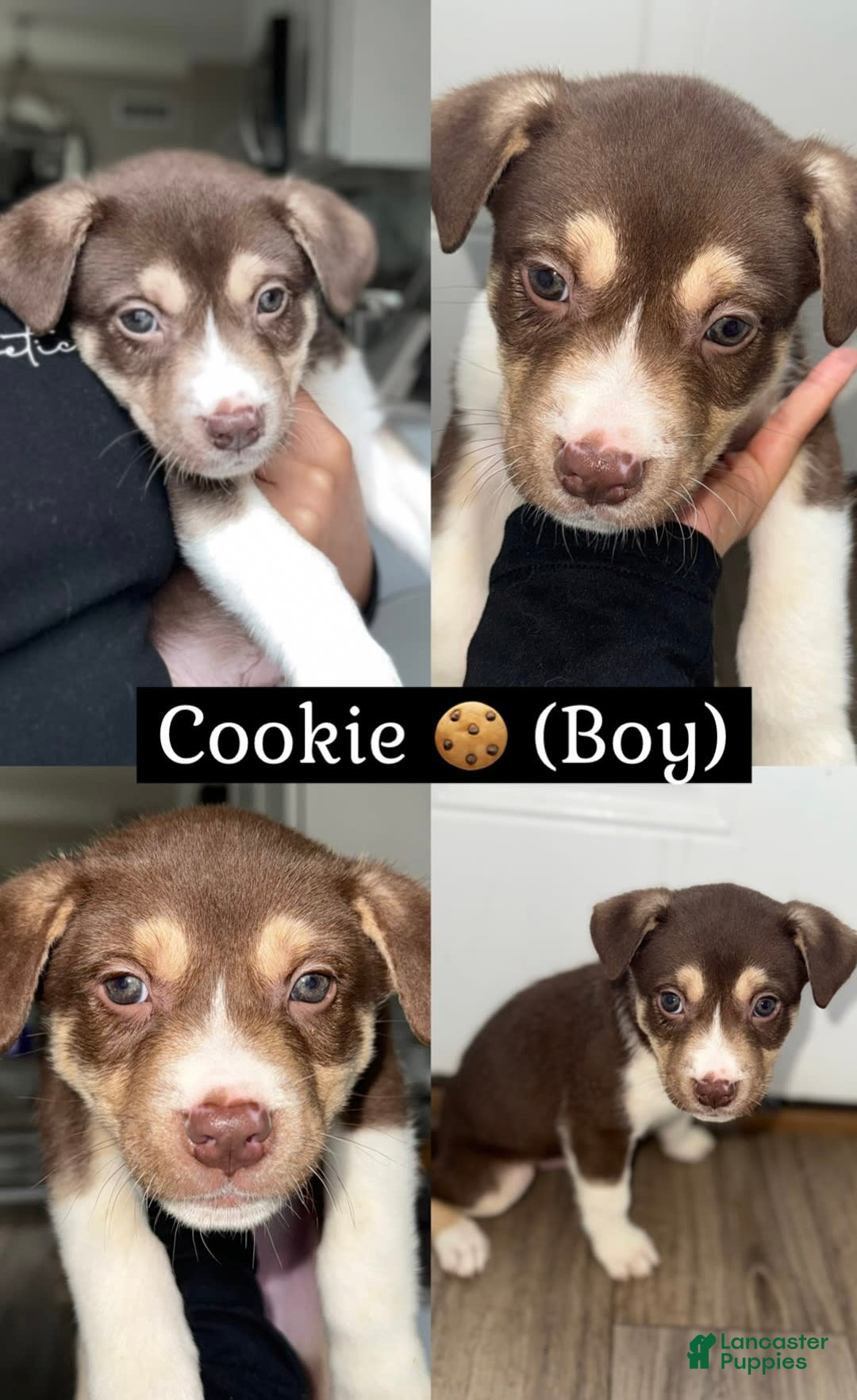 Siberian Husky dogs for sale: Cookie - Image 1